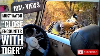 Must watch "close encounter with tiger T6 cubs (bittu and srinivas)", karhandla 1-1-16