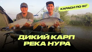 Дикий карп на реке Нура / Караси 1кг