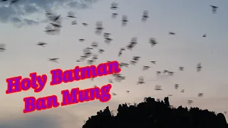 Holy Batman Ban Mung bats