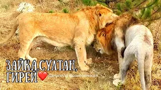 ❤️РУСЛАН (Зайка), СУЛТАН, ГИРЕЙ. Любимое трио львов. Тайган. Life of lions.Taigan.