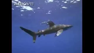 Carcharhinus longimanus Oceanic whitetip shark