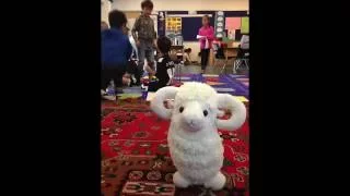 Sheep math measurement