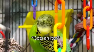 Peeka-Boo-Boo - Boba the Budgie - Talking Parakeet