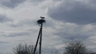 Аисты,  вернулись домой.