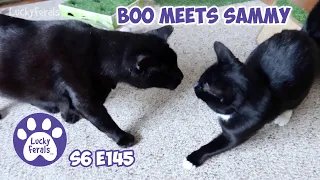 Boo Meets Sammy, Introducing Cats - S6 E145 - Lucky Ferals Cat Family Vlog - Rescued Cats