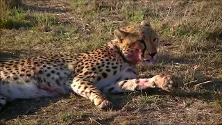 Cheetah hunt on the Masai Mara