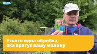 Захисна обробка малини від шкідників і хвороб.