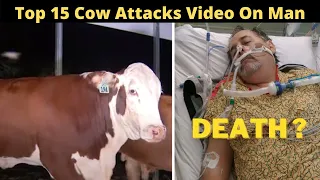 Top 15 Cow Dangerous Attacks On Eid Ul Adhah 2021