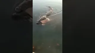 CROC EATS MAN 🤯😨