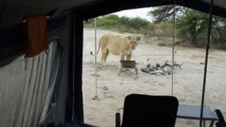 Campers Wake Up to Lions Outside Tent in Botswana