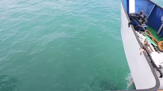 Встреча с дельфинами во время морской прогулки на т/х "Дагомыс". Сочи 10.10.2017