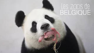 Naissance d'un panda géant à Pairi Daiza - LZDB