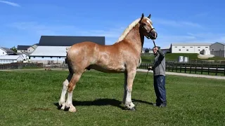 Belgian Gelding sells at Topeka Livestock Auction for $50,000!!