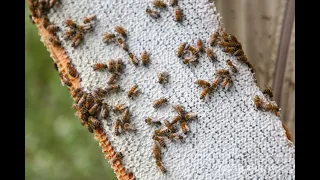 Михаил Гращенко: Содержание пчел в шестирамочном улье в годовом цикле