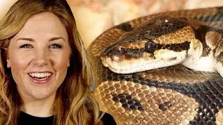 Why Do Snakes Have Two Penises? Top 10 Snake Facts | Earth Unplugged