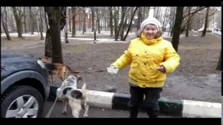 1.04.2016. Бирюлёво . Прогулка с собаками .
