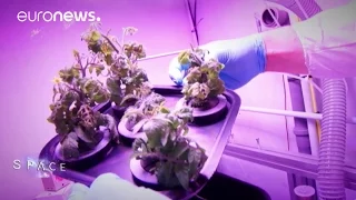 ESA Euronews: Growing food in space