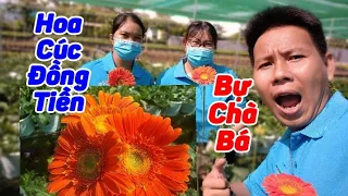 Siêu Thị Cây Cảnh | Cúc Đồng Tiền Hoa To tại Làng Hoa Sa Đéc | Anh Hoa - Làng Hoa Trăm Tuổi (Vlog 5)