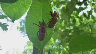 Cicadas in Georgia