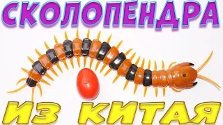 Сколопендра из Китая vs Кот :)