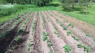 Результат окучивания картошки через 3 дня. Мотоблок нева мб-2. Деревенская жизнь.