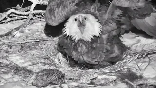 Decorah North Nest | Owl attacks in the night with slo mo's ~ 03-01-2019