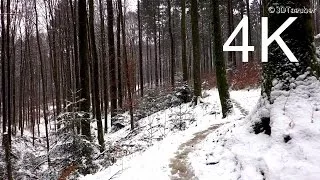 4K Video, UHD: JANUARY FOREST WALK (in the snow)