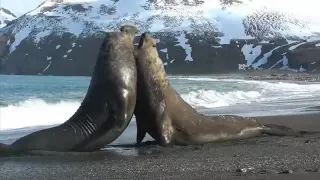 Elephant Seal fight on South Georgia Island