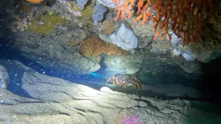 Torquay Diving - Exploratory Dive, Crays