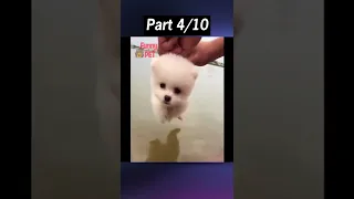 Tik Tok Chó phốc sóc mini Funny and Cute Pomeranian Videos Part 4 #shorts