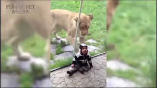 Zoo Animal Attacks When Dangerous Animals Dont Know What Glass Is