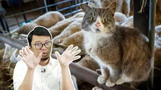 Bagaimana Kucing Mula Bersahabat dengan Manusia