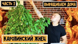 Каролинский жнец (Carolina reaper). Часть 2. Неожиданный поворот. 18+