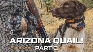 ARIZONA Quail! Part 3