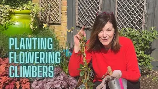 Planting Gorgeous Climbers … Star Jasmine & Chilean Potato Tree 💚