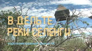 Wild nature of Russia. Baikal. Delta of the Selenga River. bird colonies. Cormorants. Herons. 4K