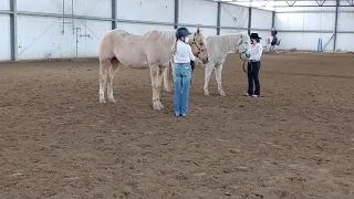 Fitting and Showmanship Class