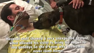 Dog Says Final Goodbye to his  Dying Owner In Hospital