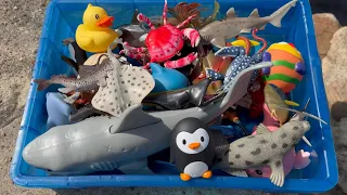 Showing Sea Animal Toys near a River