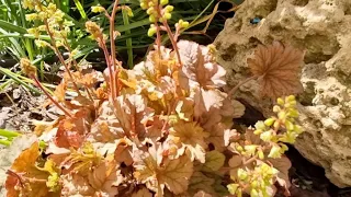 Гейхери окраса саду🍁🍁, гейхери з назвами