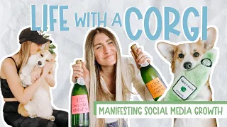 A Day in the Life Owning a Corgi | How To Manifest Social Media Growth