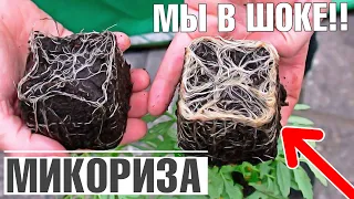 Вам срочно нужна микориза ✔️ Польза микоризы для растений