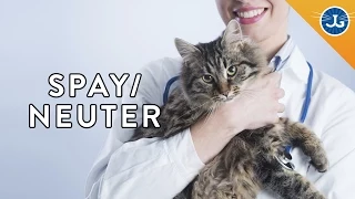 Why You Should Spay and Neuter Your Cats & Dogs