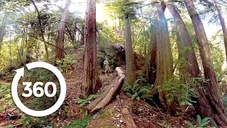 Redwoods: Walk Among Giants (360 Video)