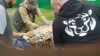 Осмотр Тигра видео Центра Амурский тигр