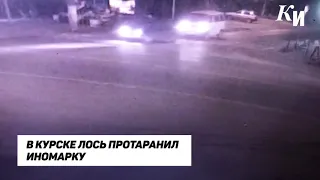 Появилось видео момента столкновения иномарки и лося в Курске