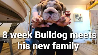 @Churro.thebulldog 8 Week English Bulldog meets his new family