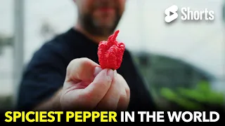 Spiciest Pepper In The World  #181