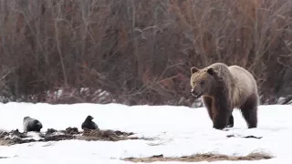 With their population expanding, can Yellowstone grizzlies co-exist with humans?