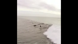 Сёрфинг с дельфинами ♡ Surfing with dolphins